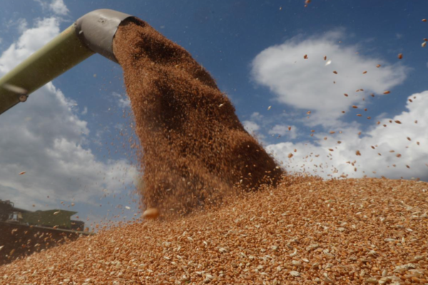 “Россия украла до 500 000 тонн украинской пшеницы на сумму 100 миллионов долларов”, украинские чиновники