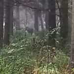 Агромністага лася заўважылі ў лесе каля Сараканайска ў Магілёве