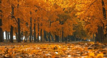 Лістапад – зіме родны брат. Папярэдні прагноз надвор’я