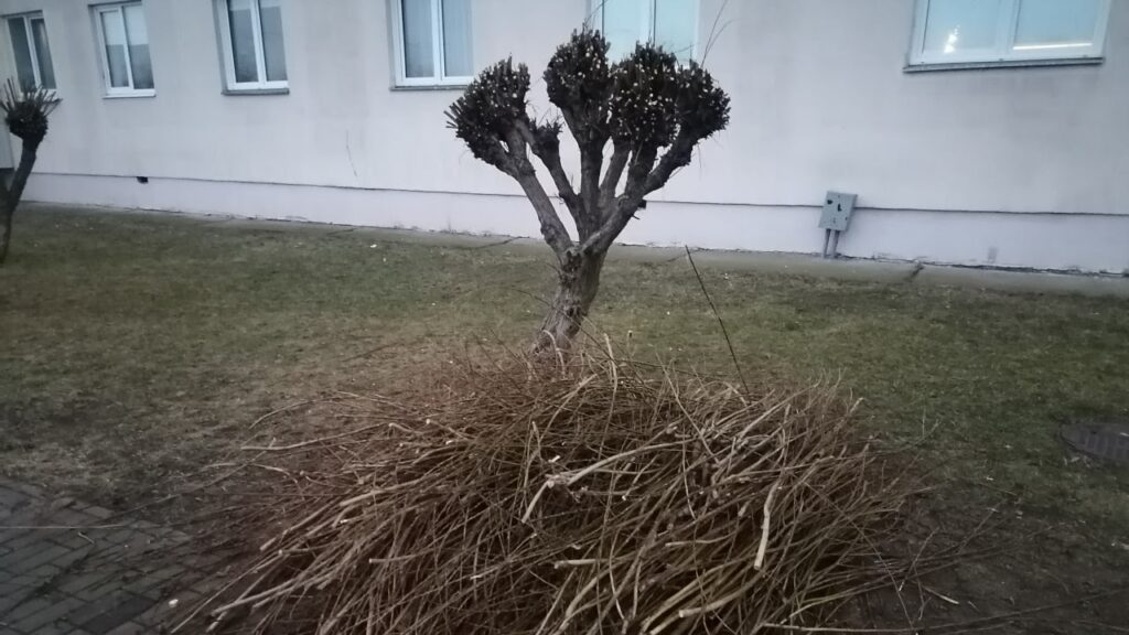 Зімовая абрэзка дрэў у Магілёве – фотафакт