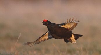 Адкрыта паляванне на глушцоў і цецярукоў