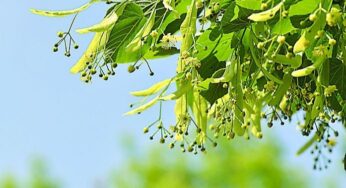 Ліпень – сярэдзіна лета і самы камфортны месяц года