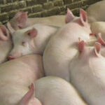 Свиноводческие страдания – продолжение экономического обзора