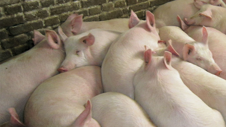 Свиноводческие страдания – продолжение экономического обзора