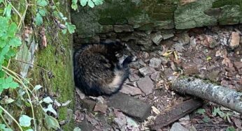 Вынесен приговор наркоторговцам и спасен крошка-енот. Новости регионов