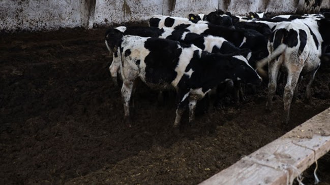 зима может застать быховских животноводов врасплох