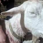 “Жыць ім да заўтра” – у Бабруйску два сабакі насмерць парвалі коз і гусей