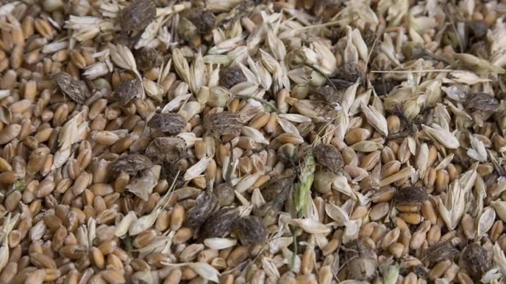 В Чаусах один из «крепких хозяйственников» сгноил зерно в «закромах родины»