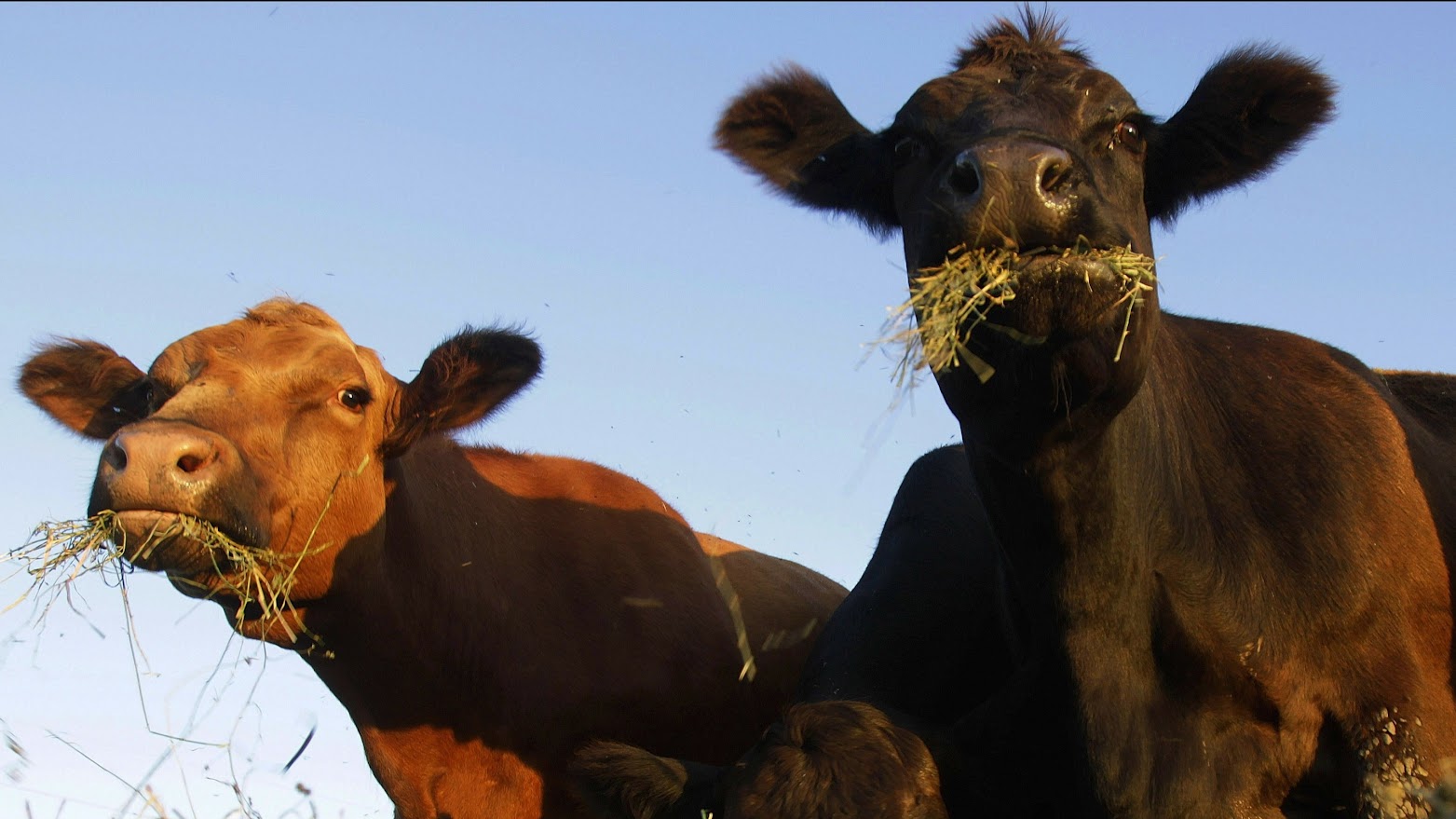 В Дрибине бригадир и ветеринарный врач скрыли падеж скота – их слегка пожурили