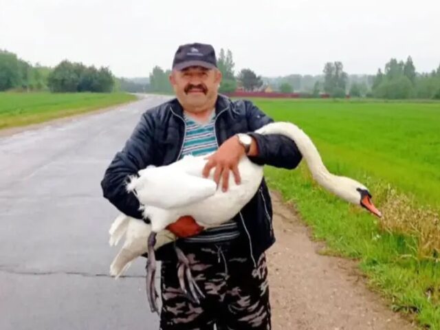 Передовик производства из Круглого помог спастись раненому лебедю