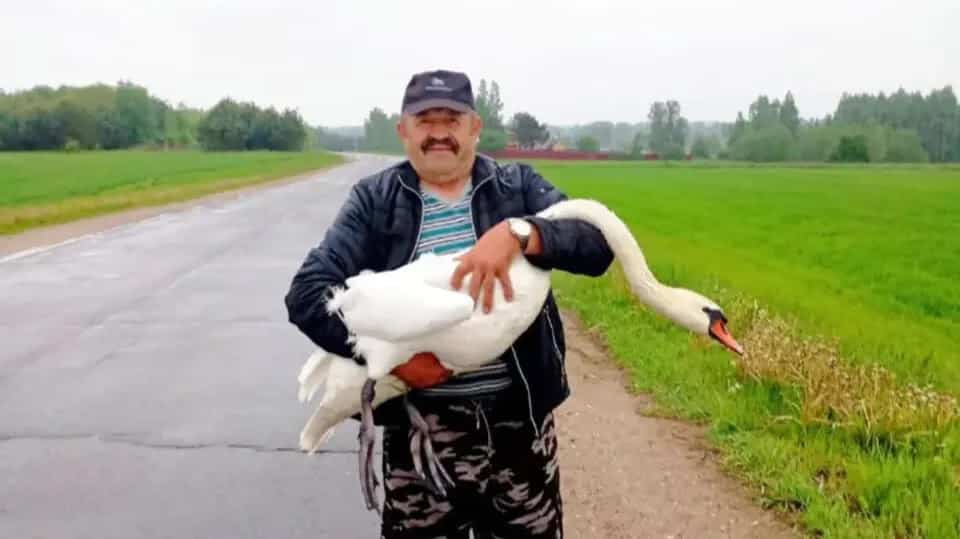 Передовик производства из Круглого помог спастись раненому лебедю