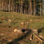 Юные пни в краю родном: экологическая тропа в Климовичском районе
