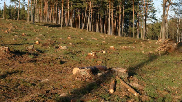 Юные пни в краю родном: экологическая тропа в Климовичском районе
