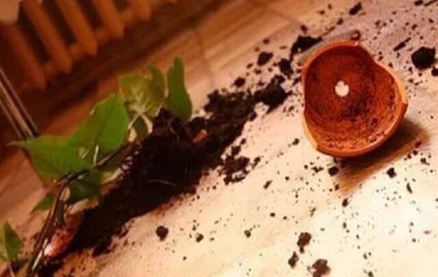 Кричевлянка наказана за бросок вазона в голову, а местному РОВД дали “по шапке”