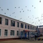 Жыццё палітвязня ў бабруйскай калоніі №2: “завісон паміж сном і явай”